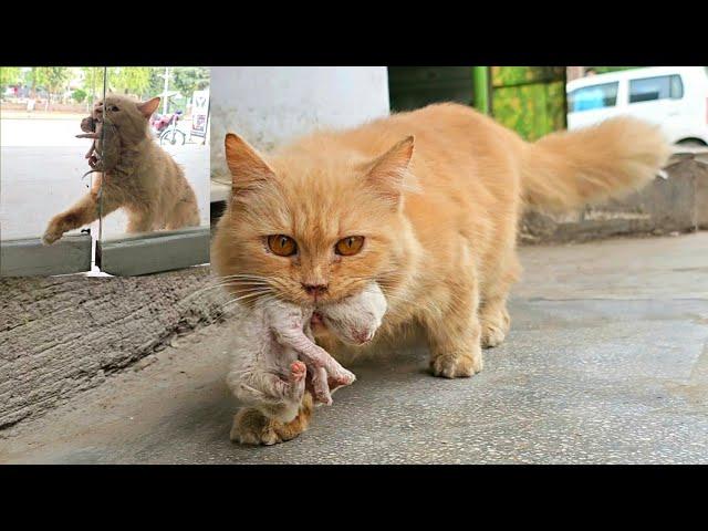 This polite stray cat knocked on the door, trying to ask for adoption and become part of the family.