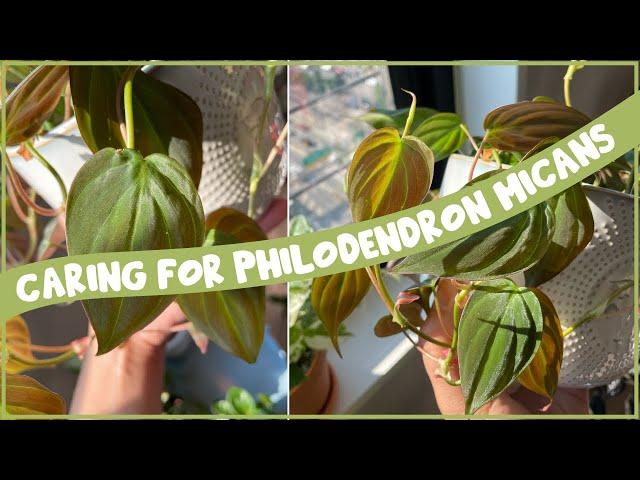 Caring for Philodendron MICANS | Care Guide Series!