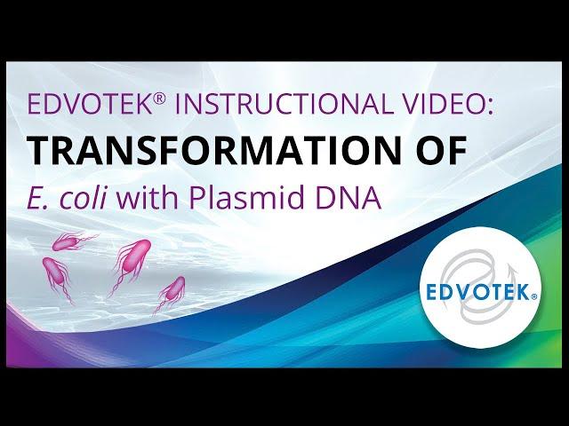 Transformation of E. coli with Plasmid DNA - Edvotek Video Tutorial