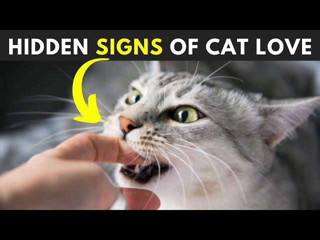 12 Secret Signs Your Cat Loves You But You Don't know