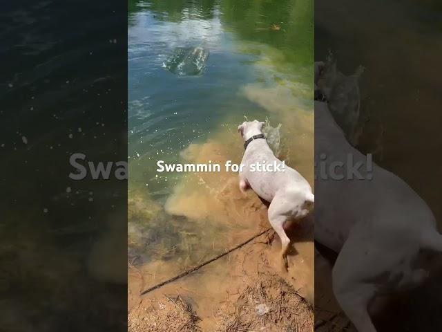 Dottiethepittie is 9 years old and still doing her thing. Follow for more! 