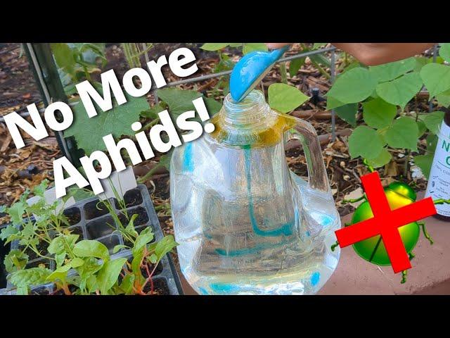 How I Keep Aphids from Taking Over My Garden & Aphid Mummies