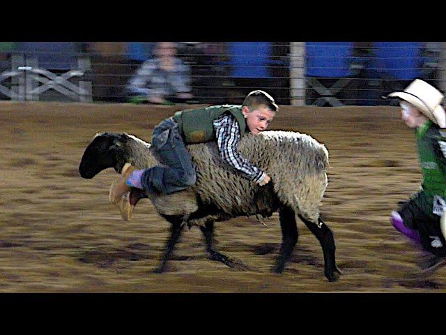 Mutton Bustin' - 2019 Motley Dickens Old Settlers Rodeo (Saturday)