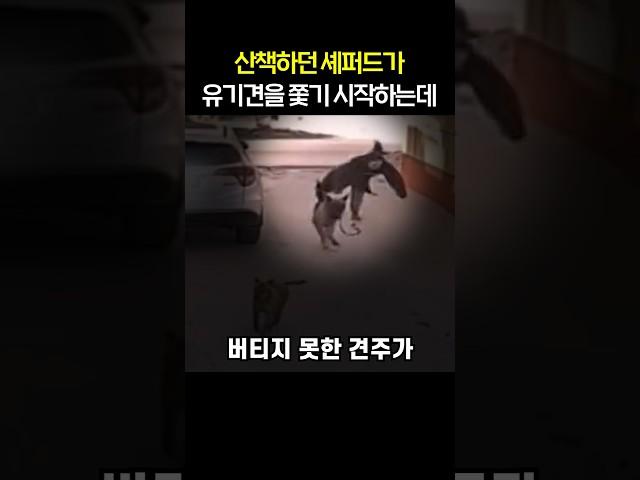 산책하던 셰퍼드가 유기견을 쫓기 시작하는데..