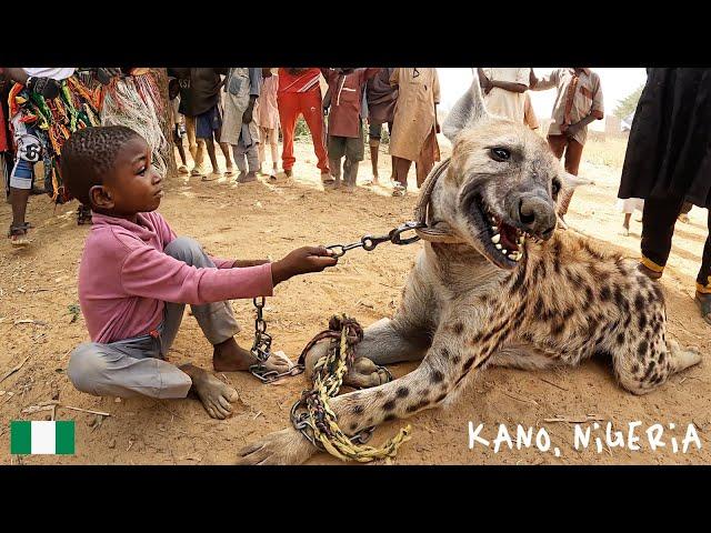 A Day with Nigeria's Fearless Hyena Men! 