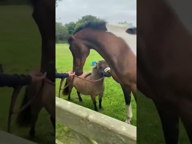 When your tiny pony & horse are reunited after a week apart  Too Cute!!