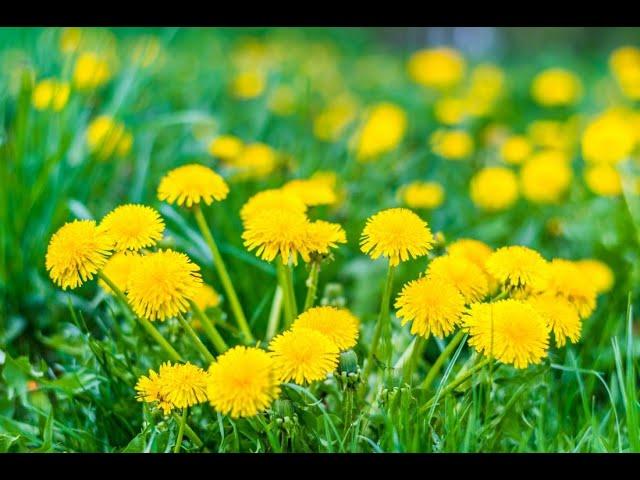 Pest Problem Solving - Weeds