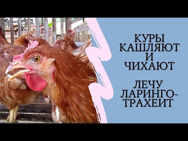 Заболели куры: чихают, кашляют.  Ларинготрахеит у кур. Лечение без антибиотиков | ЛПХ Курочка