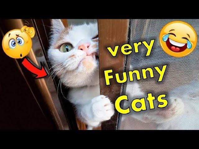 Cat latest funny video  || cuteverse || #funnyshorts #catvideo