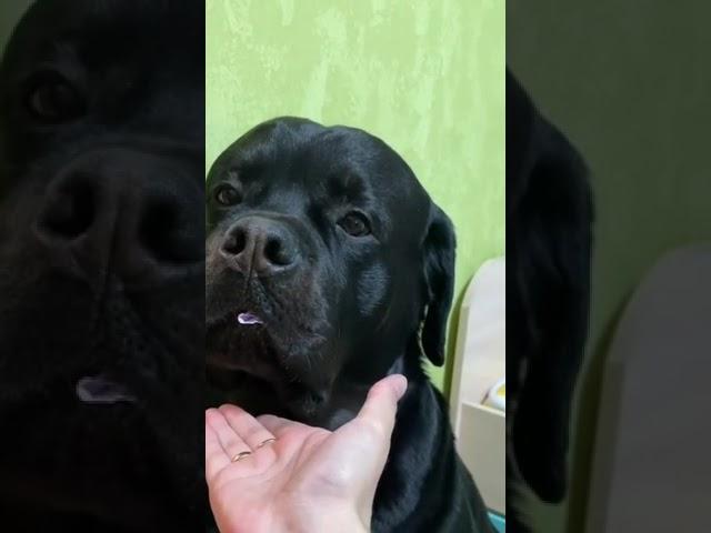 Печалькане успел съесть