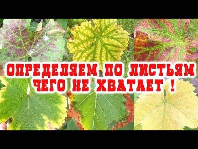 ОПРЕДЕЛЯЕМ ДЕФИЦИТ ЭЛЕМЕНТОВ ПИТАНИЯ ПО ЛИСТУ НА ВИНОГРАДЕ