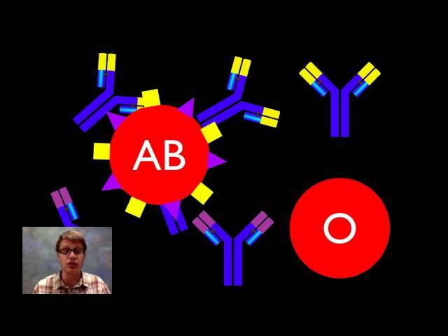 Blood Types