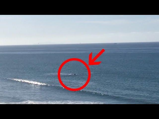 Shark attack in Santa Barbara - Rincon Beach