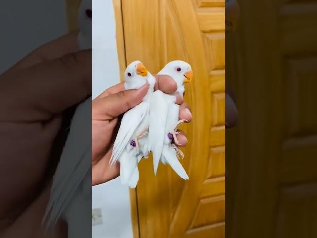 Albino red eyes | Top Quality lovebirds