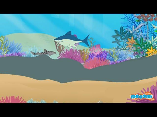 Great Barrier Reef Australia - Coral Reef Facts | Educational Videos by Mocomi Kids