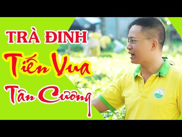 Trà Đinh Tân Cương, Trà Đinh Tiến Vua | Chè Tân Cương Thái Nguyên