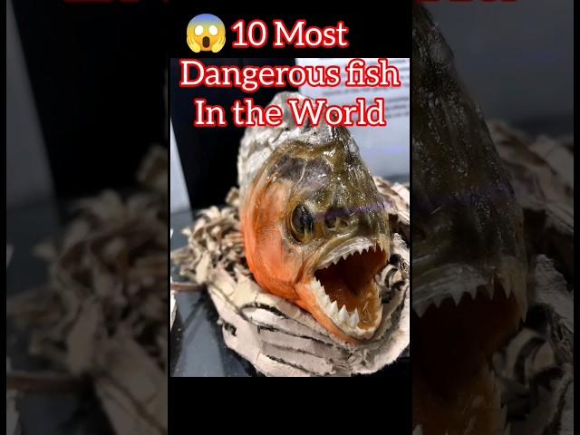 10 Most Dangerous fish in the World #shorts