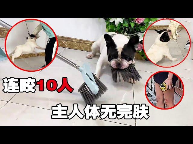 The next episode 丨Fadou bites 10 people in a row. Just after training the dog, the broom broke the 