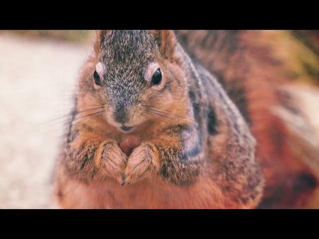 It's National Squirrel Appreciation Day!