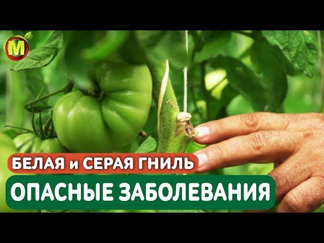 ОПАСНЫЕ ЗАБОЛЕВАНИЯ: БЕЛАЯ и СЕРАЯ ГНИЛЬ