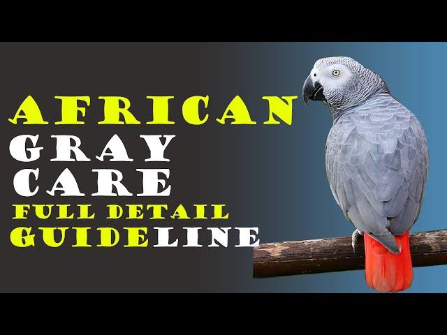 How To Care African Gray Parrot: Everything You Need to Know!