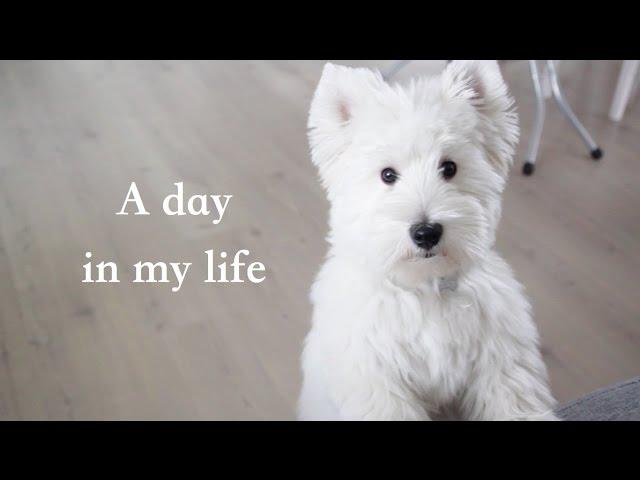 A day in dog's life