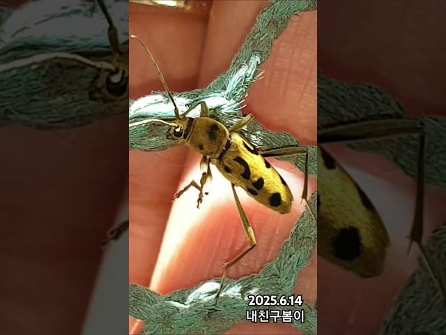 석양의 건맨..영화음악에 맞춰봅니다.눈치빠르게 달아나기 바쁜데 같이 좀 있어봅니다.#육점박이범하늘소 #우리동네 #석양의건맨 #서부영화