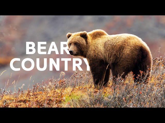 Scarface: The Grizzly Bears Of Yellowstone National Park | Grizzly Country Documentary