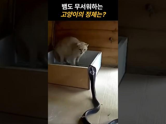뱀도 무서워하는 고양이의 정체는? #동물 #고양이 #쇼츠 #뱀