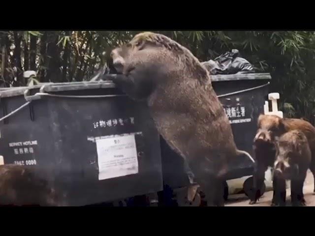 Gigantic wild boar dubbed "Pigzilla" seen rummaging through dumpster