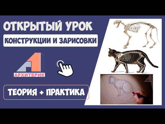 Как нарисовать кота с учетом анатомии |  Онлайн-курс рисования для детей бесплатно 