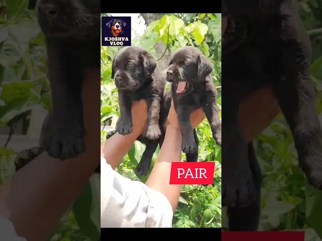#BLACK  LAB PUPPIES AVAILABLE IN REASONABLE #PRICE BOOKING #puppy #cutepuppy #puppyhood