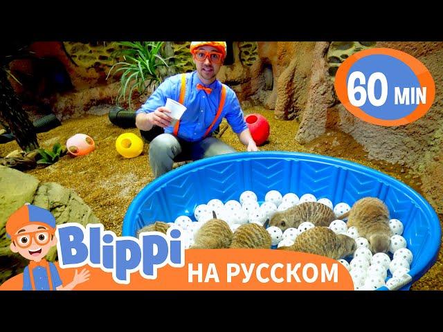 Блиппи идёт в зоопарк | 60 минут | Обучающие видео для детей | Blippi