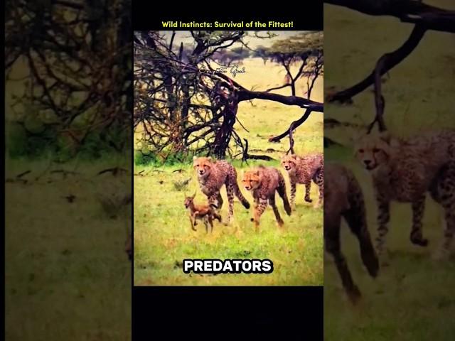 Tiger Amazing Predatory Skills - Tiger Cubs Vs Deer #wildanimals #predatorvsprey #indiawildlife