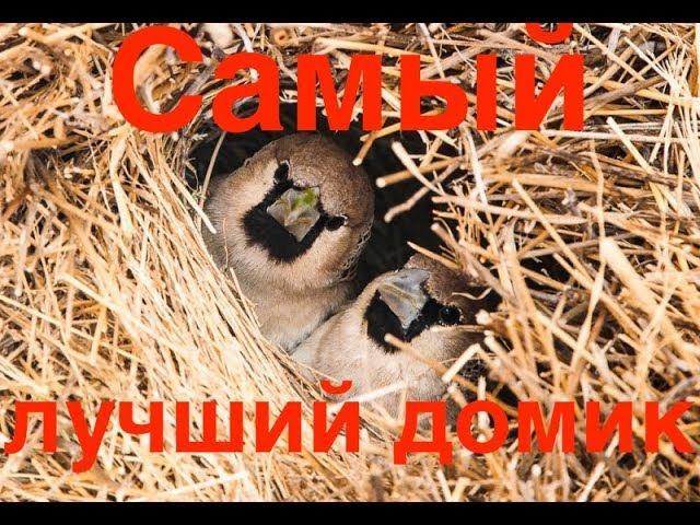 Самый лучший домик для птиц. Фильм для детей | Film Studio Aves