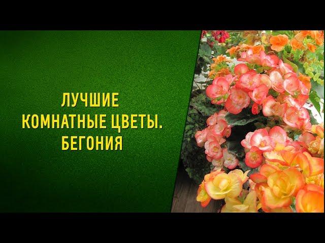 Лучшие комнатные цветы  Бегония