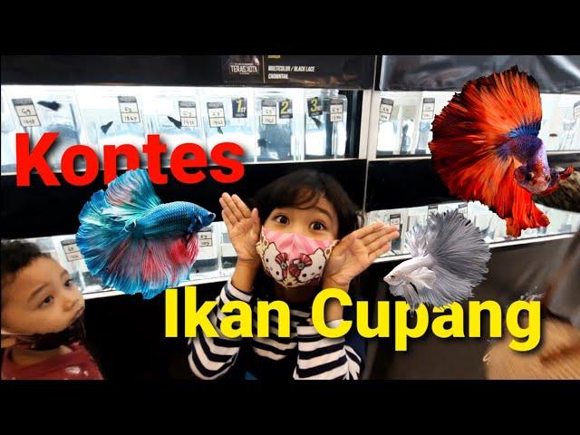 Kontes Ikan Cupang di Mall || Ada Galery Foto Cupang Juga