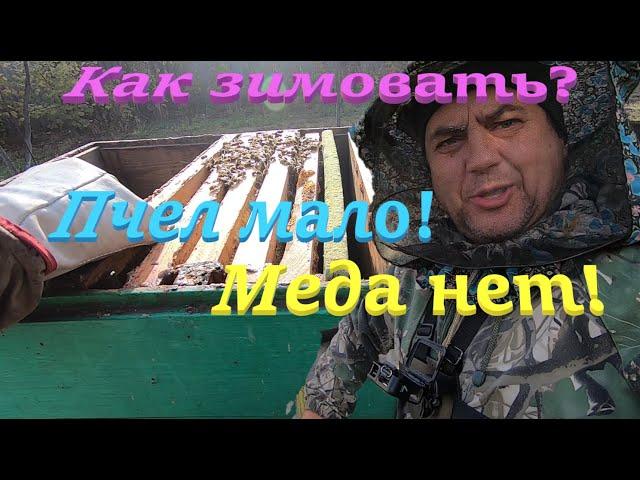  МЕДА НЕТ и МАЛО ПЧЕЛ как зимовать..? Зимуем 100%! #пчеловодство1