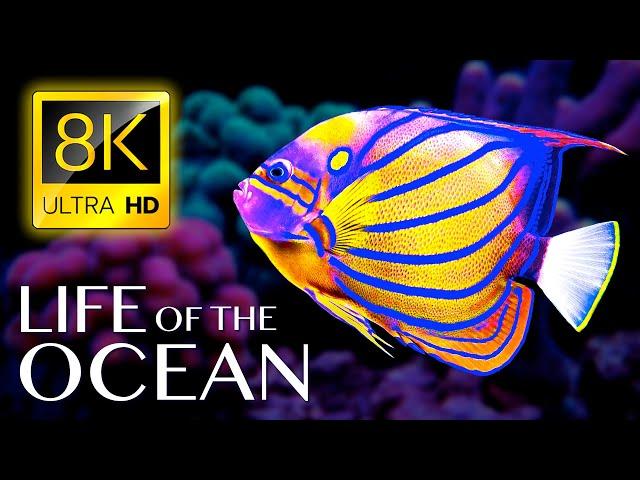 Life of the Ocean 8K ULTRA HD - 500 Marine Species with Relaxing Music and Ocean Sounds