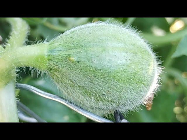 SO SO SO MANY POLLINATED CANTALOUPE!! ITS MELON SEASON IN MY GARDEN!! WHAT A LUCKY GIRL I AM!!