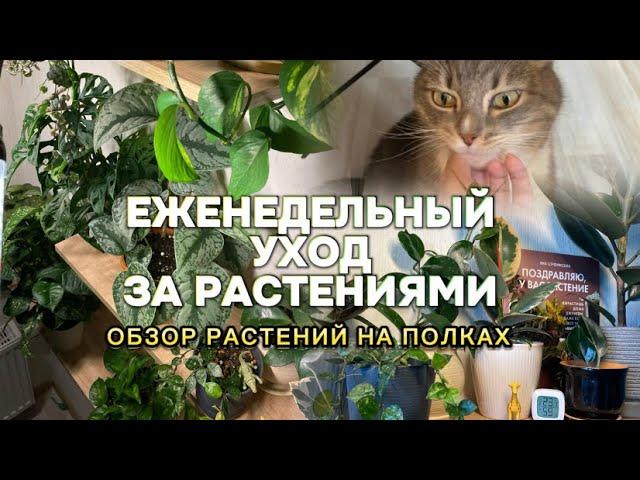 Еженедельный уход за комнатными растениями, обзор растений