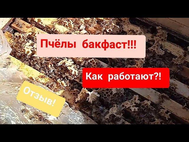 Как работают пчёлы Бакфаст?! Отзыв в содержание пчёл бакфаст!