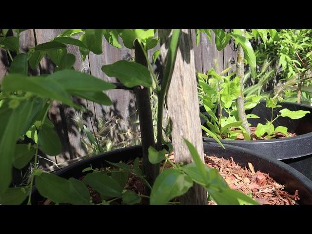 Sugar Cane Jujube Fruit Tree From Air-Layer