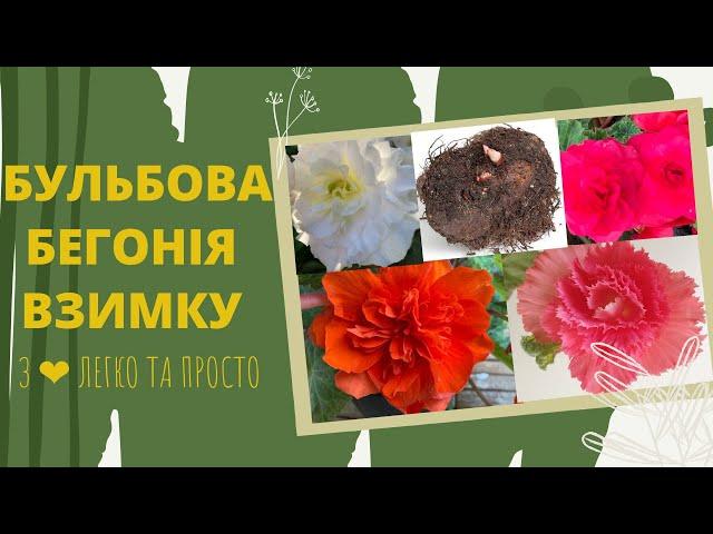 Догляд за бульбовою БЕГОНІЄЮ ️ взимку   ️