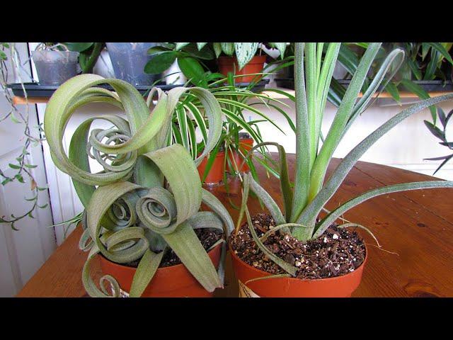 Our new Air Plants from IKEA - Tillandsia Intermedia X Streptophylla ' Curly Slim'