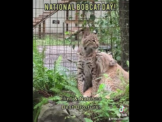 Celebrating National Bobcat Day!