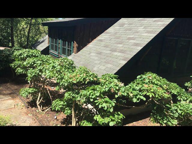 Japanese Style Pruning of a Viburnum