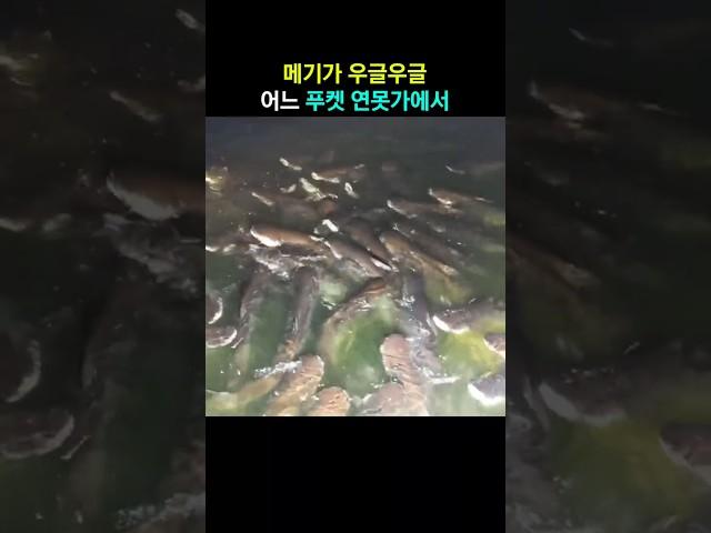 메기가 우글우글~ 어느 푸켓 연못가에서 #푸켓 #메기  #태국푸켓