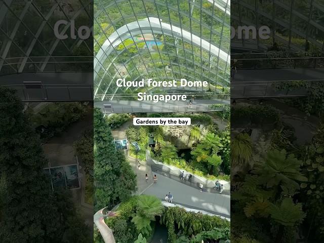 Cloud forest dome Singapore #cloudforestdome #singapore #forest