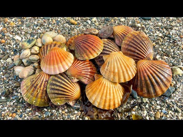 Coastal Foraging for Scallops, Clams, Cockles in the RAIN!!! Family beach cookup | The Fish Locker